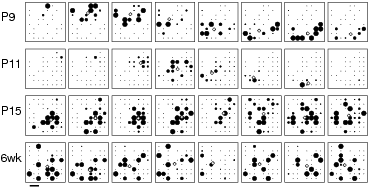 Retinal waves at different ages