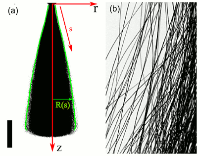 Chlamydomonas+diagram+with+labels