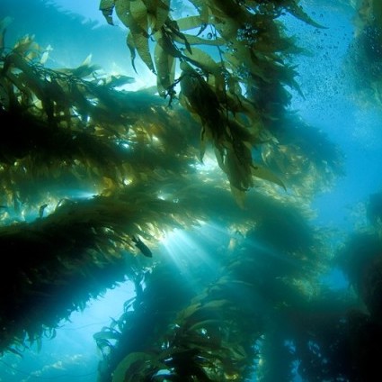 Kelp forests