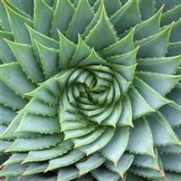 Phyllotaxis