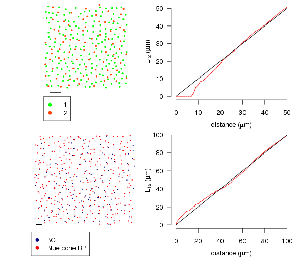 Bivariate retinal mosaics