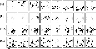 Retinal waves at different ages