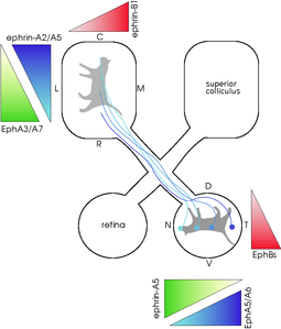 Retinotopic map projection