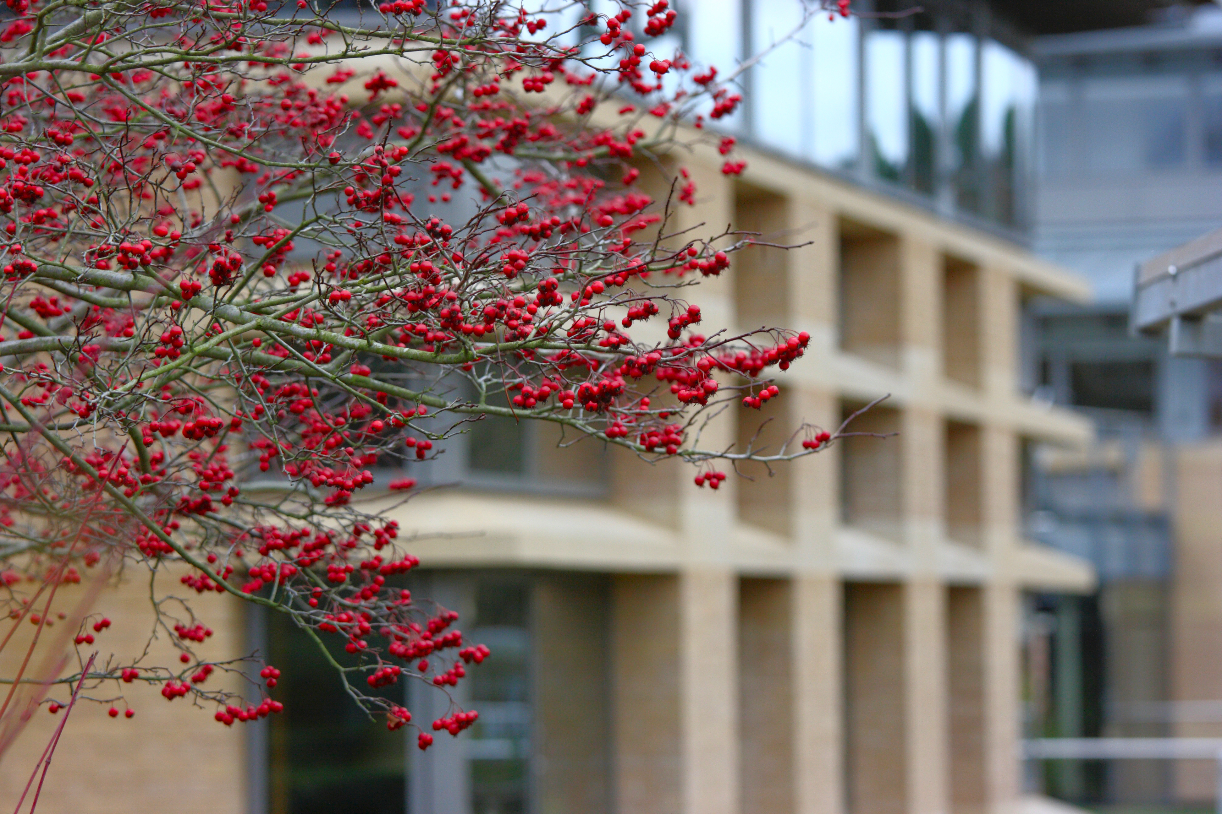 Centre for Mathematical Sciences, Cambridge