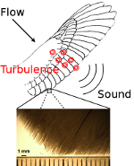 [Noise generated by turbulent flow over an owl's wing]
