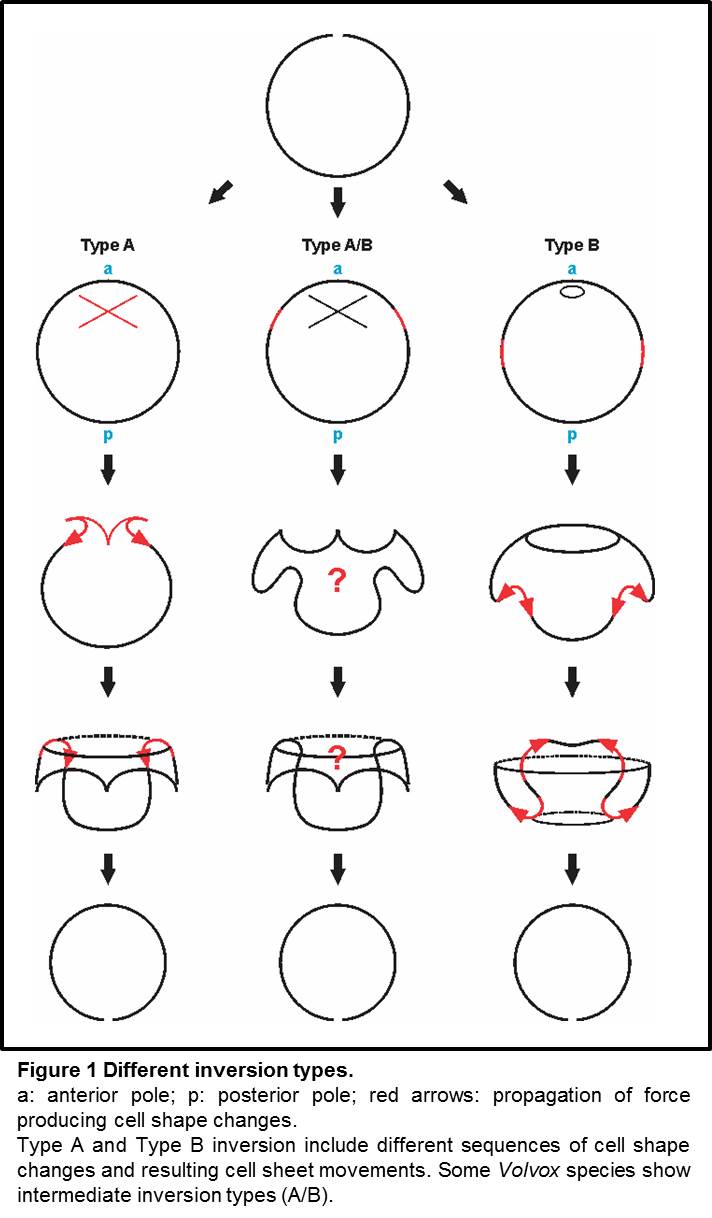 inversiontypes