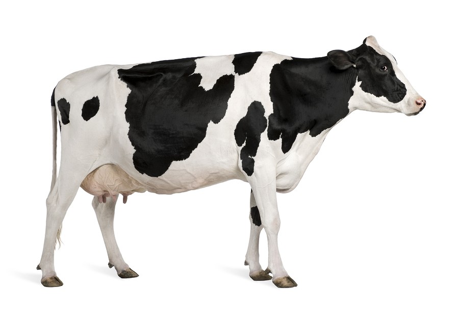 This cow is far away.